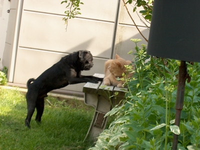 jem and the cat