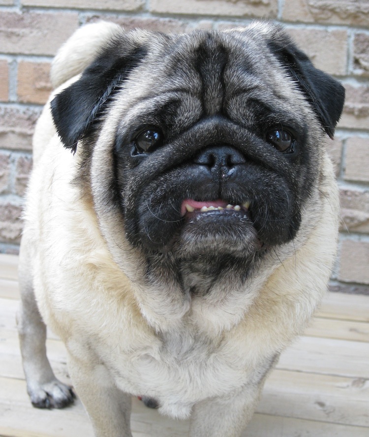 Milo