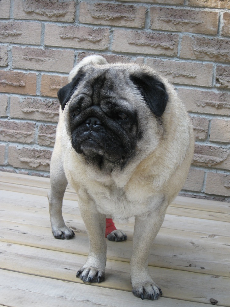 milo