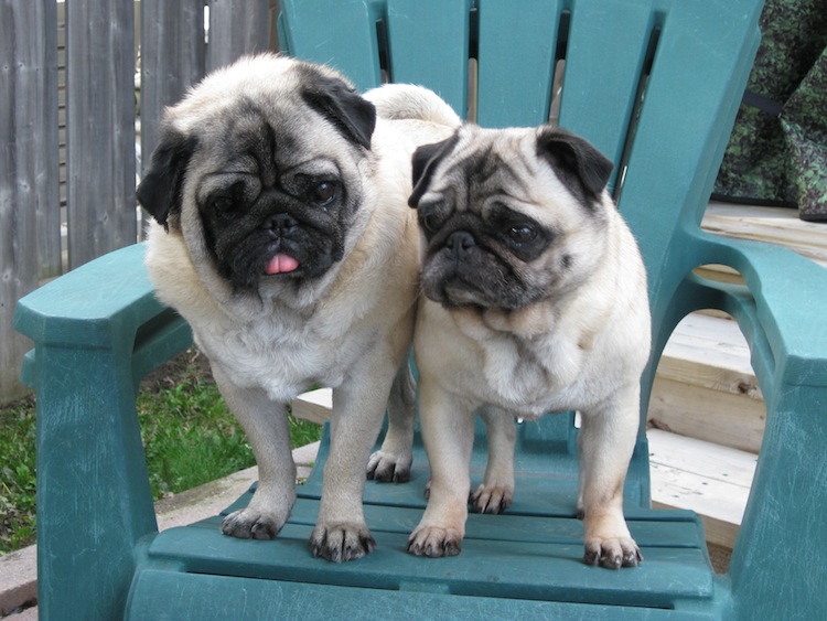 milo and oscar