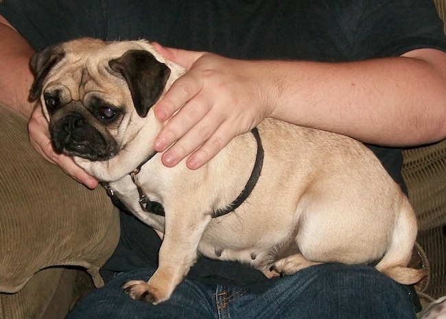 Molly