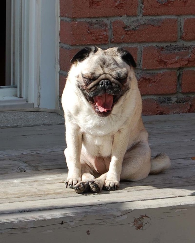yawn