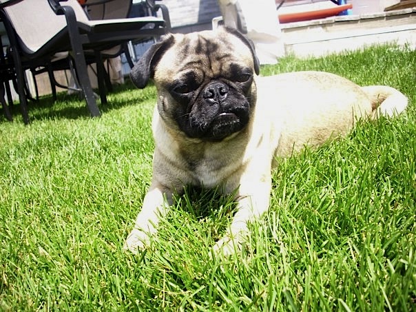 Walter