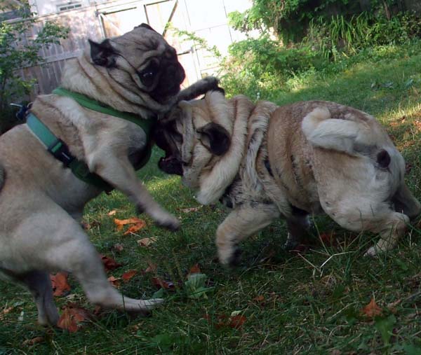 wilson playing with odin