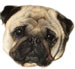 wilson