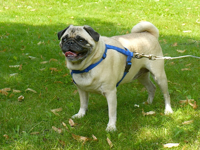 charlie