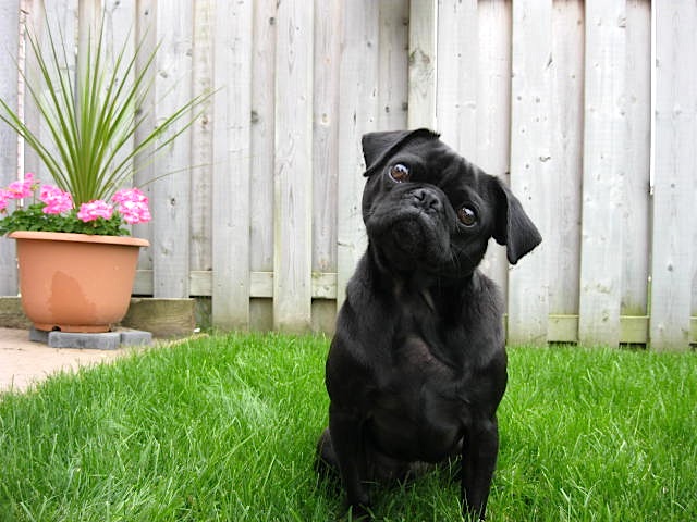 Doug