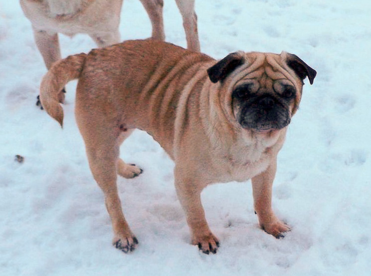 Emi in the Snow