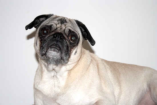 Finnegan
