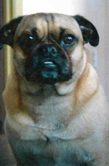 fozzie