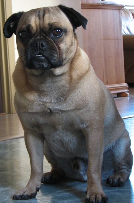 fozzie