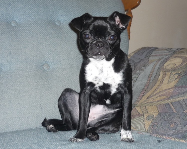 kimba