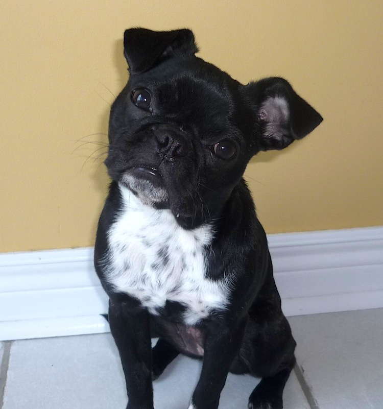 kimba