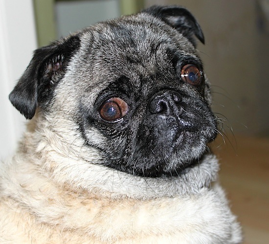 loonie