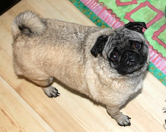 loonie