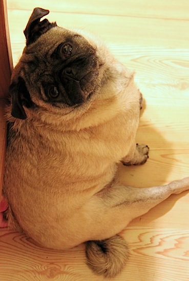 loonie