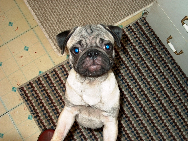 pippin