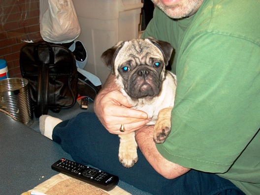 pippin