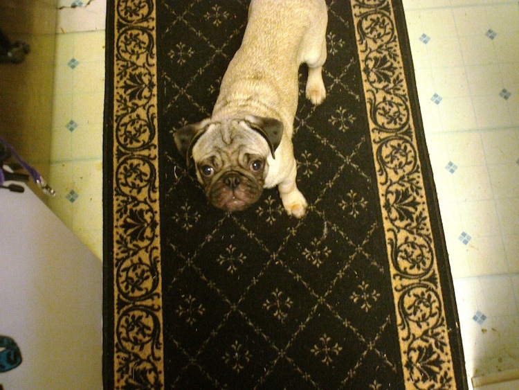pippin