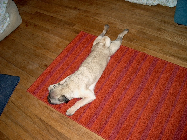 pippin