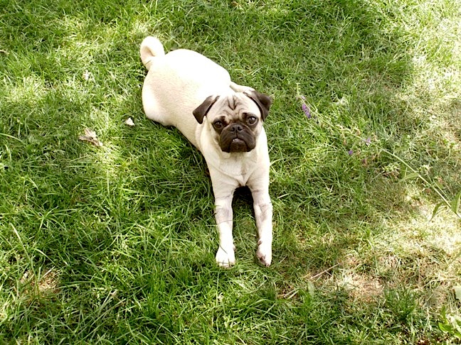 pippin