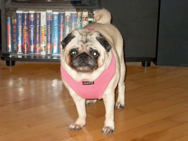 Posie