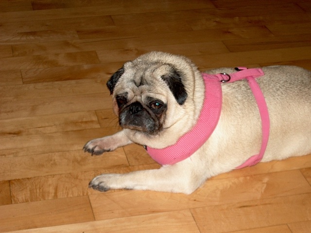 Posie