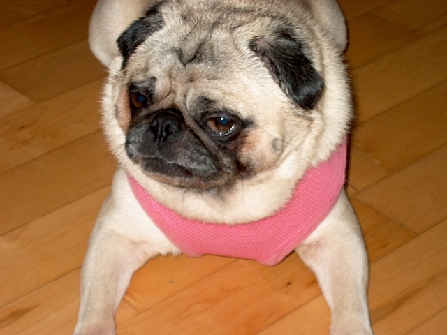 Posie