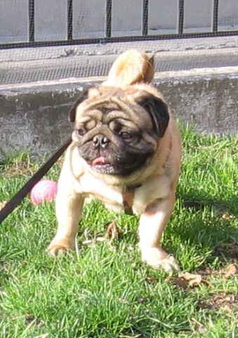 pug name