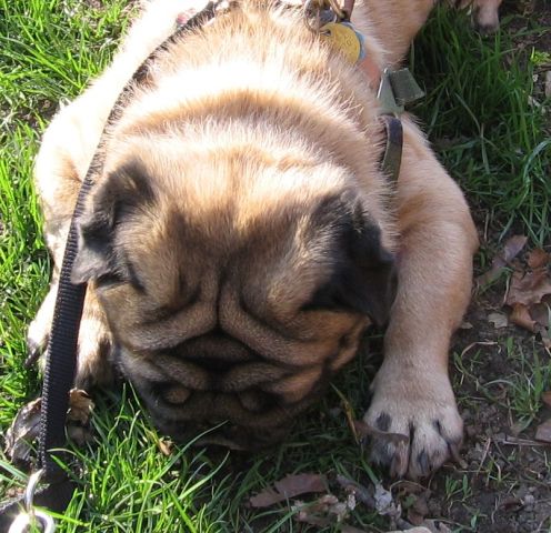 pug name