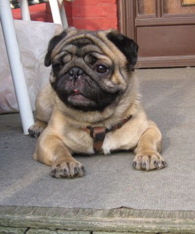 rolly