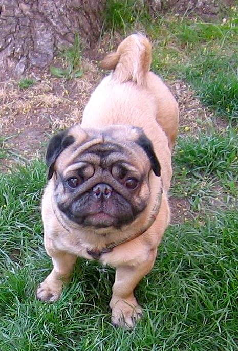 rolly