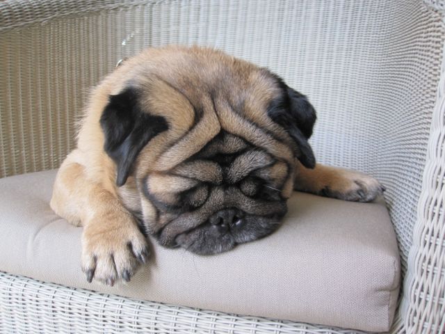 rolly