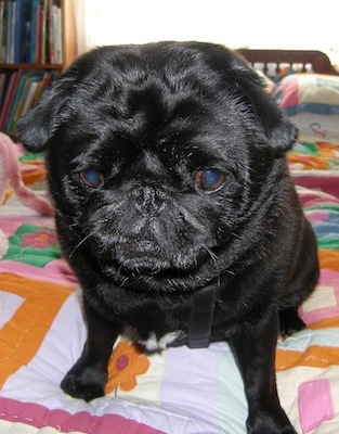 sebastian
