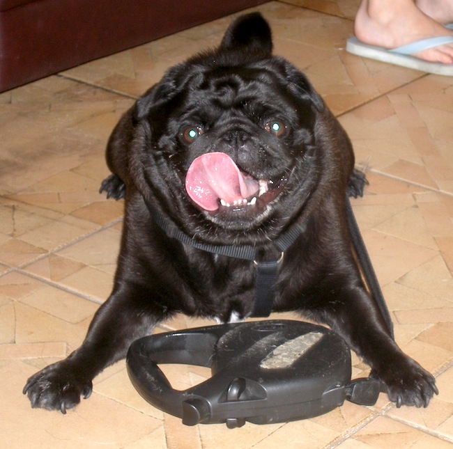 sebastian