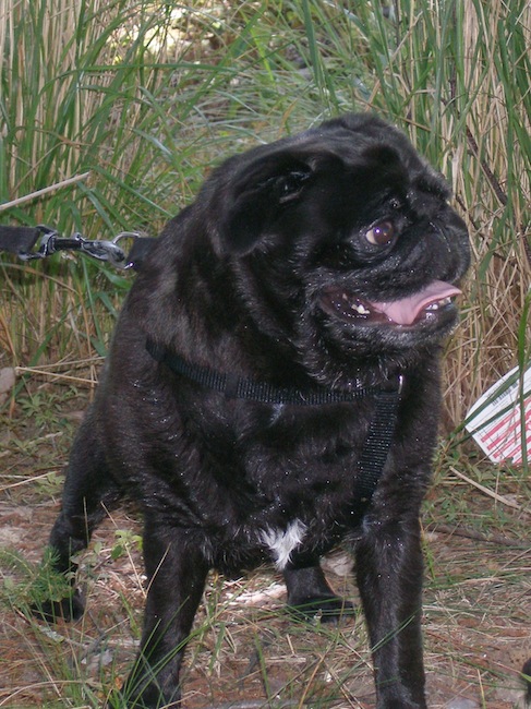 sebastian