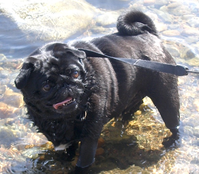 sebastian