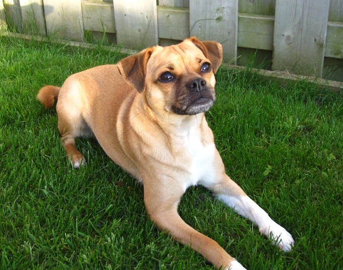 toffee
