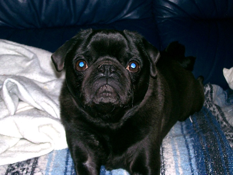 tucker