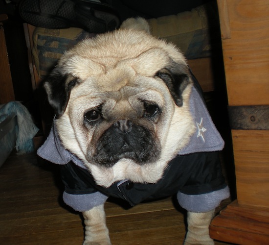 wilson's new coat