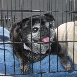 Betsy
