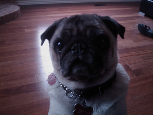 bruno