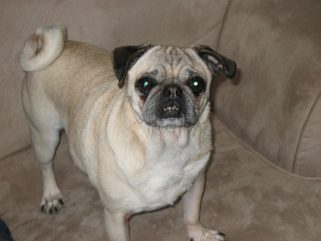 daisy