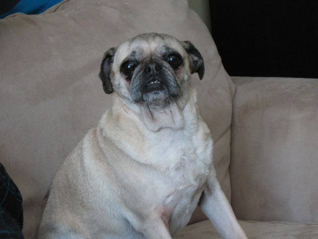 daisy