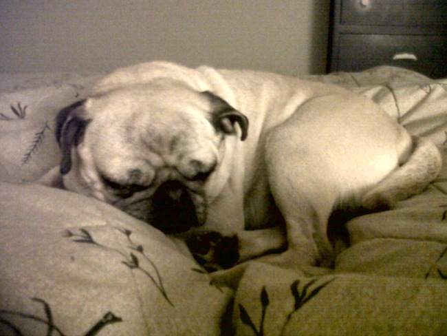 daisy