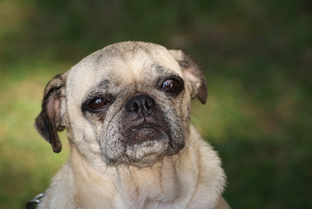 daisy
