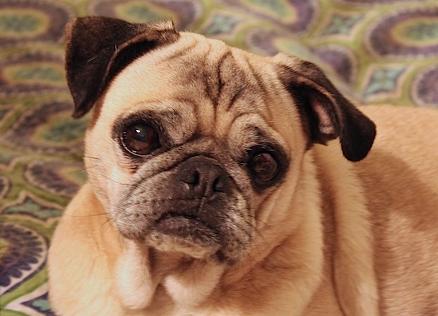 daisy