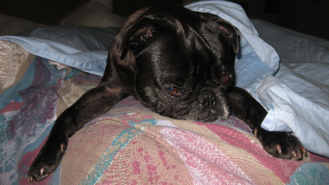 fiona