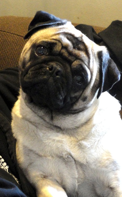 frankie