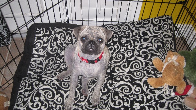 Harvey
